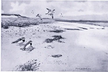 Sandregenpfeifer und Jungvögel